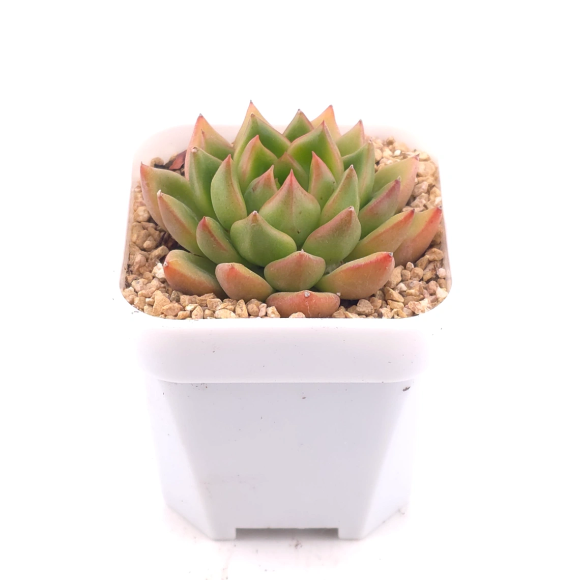 Echeveria agavoides spp. | 冬雲雜 thumbnail 2