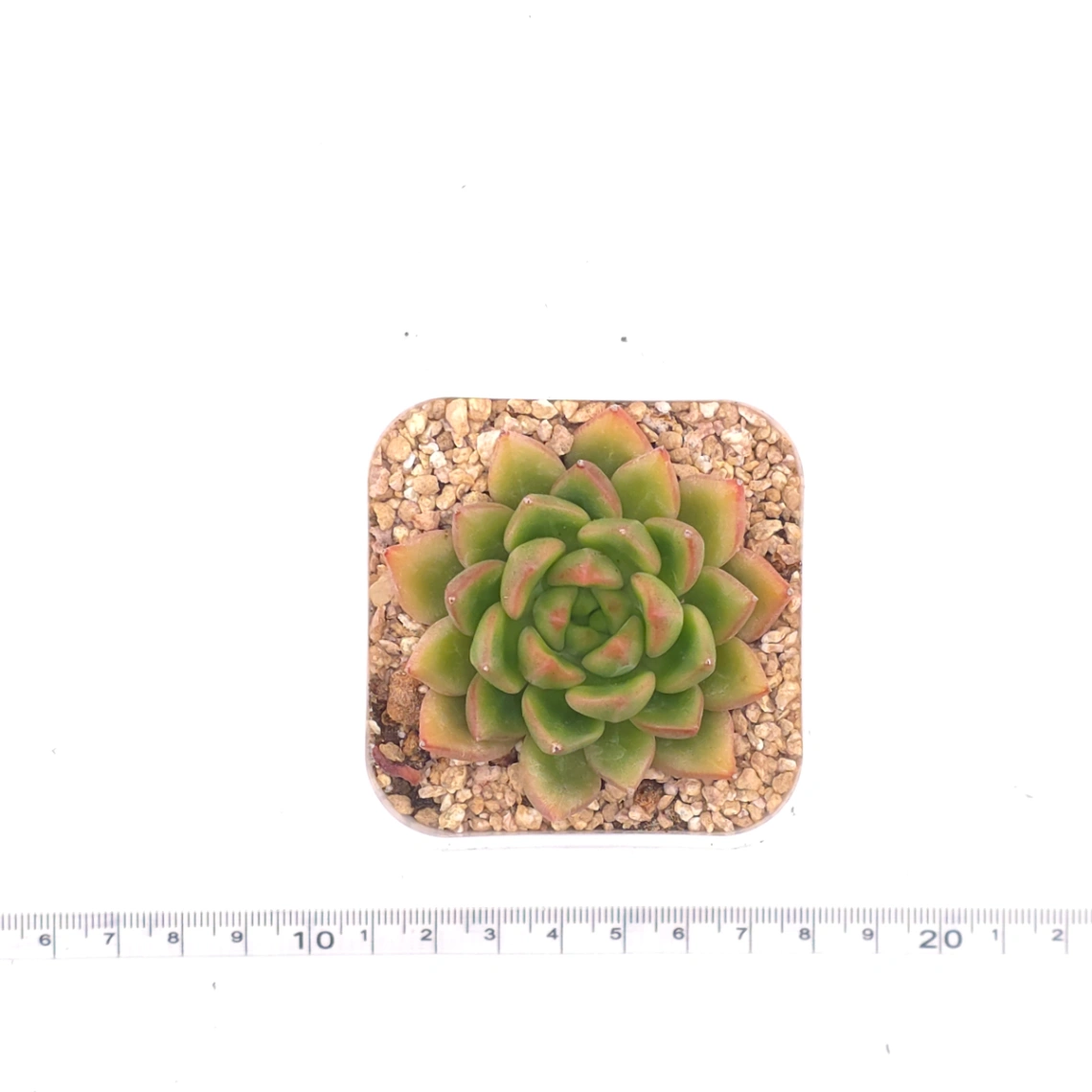 Echeveria agavoides spp. | 冬雲雜 thumbnail 4