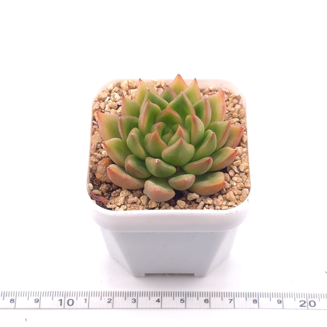 Echeveria agavoides spp. | 冬雲雜 thumbnail 3