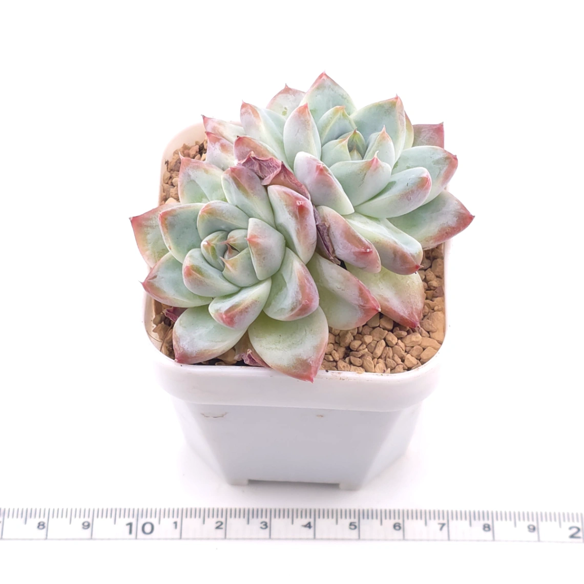 Echeveria ‘Alba Beauty’ | 阿尔巴佳人 thumbnail 3