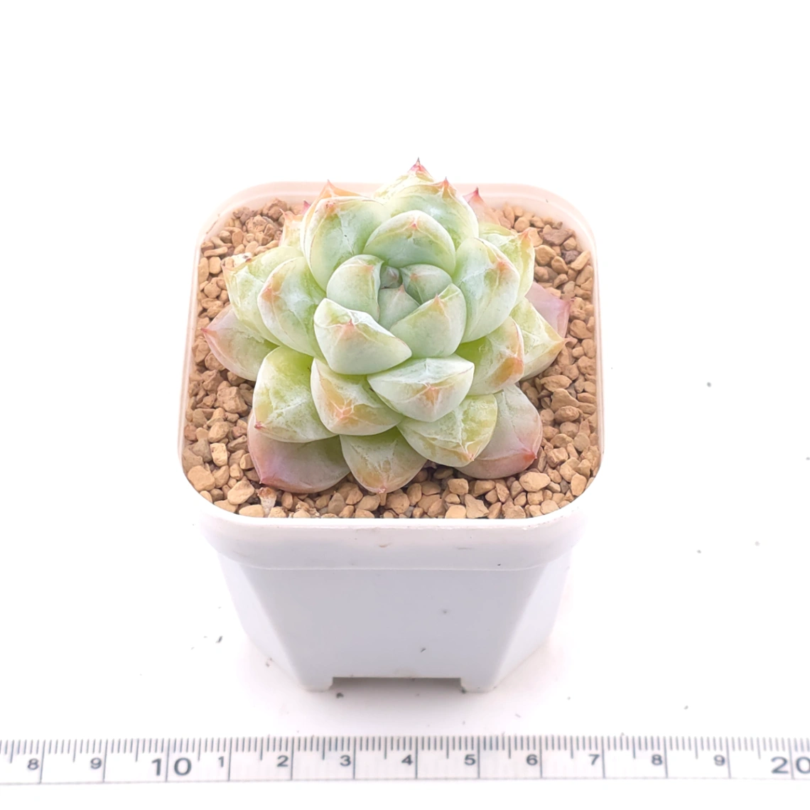 Echeveria ‘Alba Beauty’ | 阿尔巴佳人 thumbnail 3