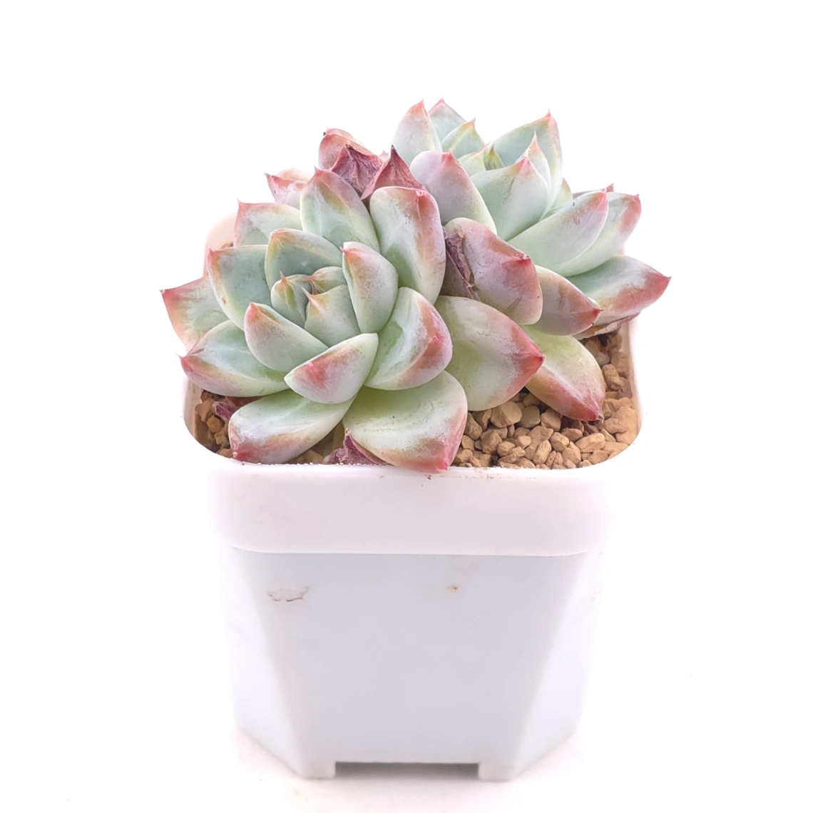 Echeveria ‘Alba Beauty’ | 阿尔巴佳人 thumbnail 2