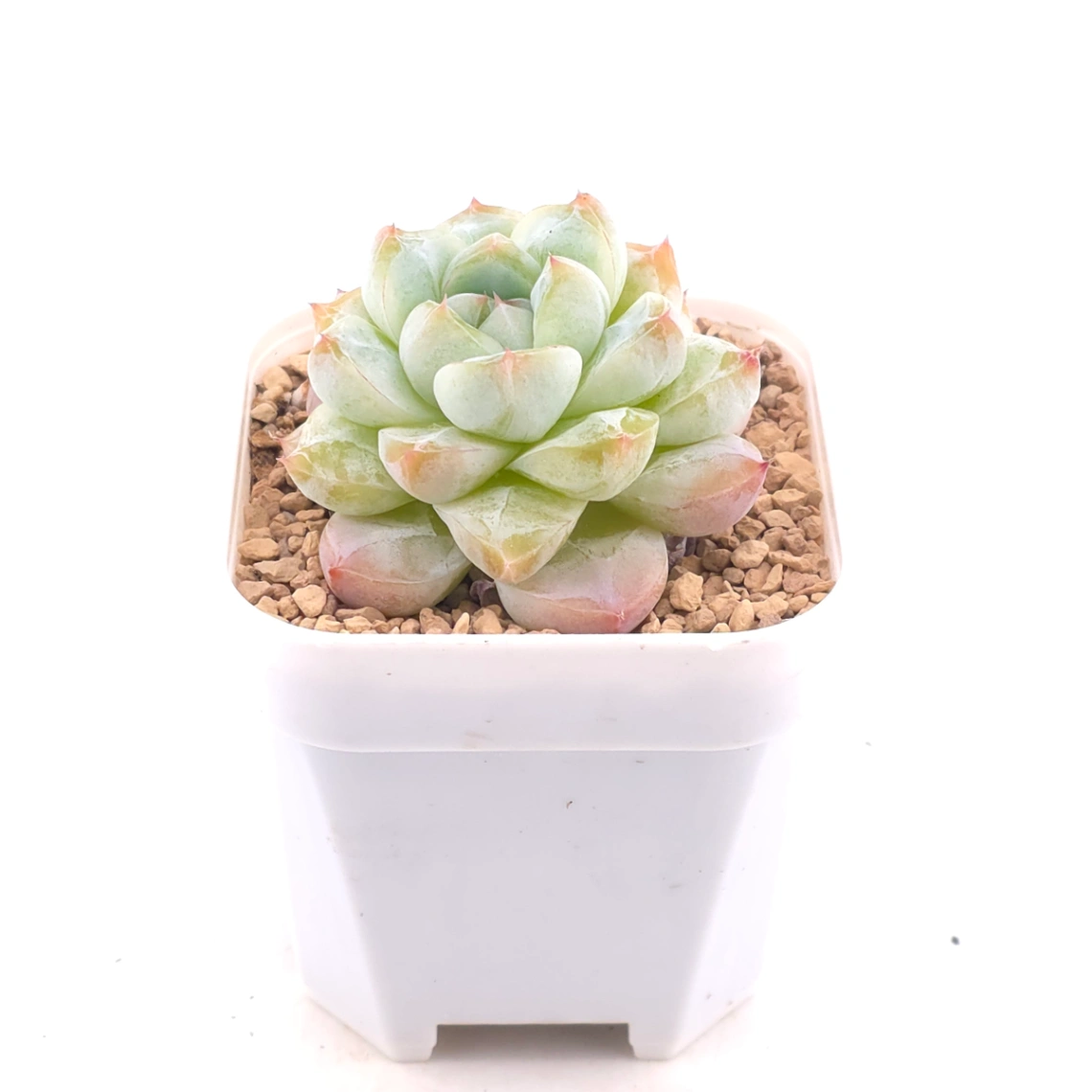 Echeveria ‘Alba Beauty’ | 阿尔巴佳人 thumbnail 2