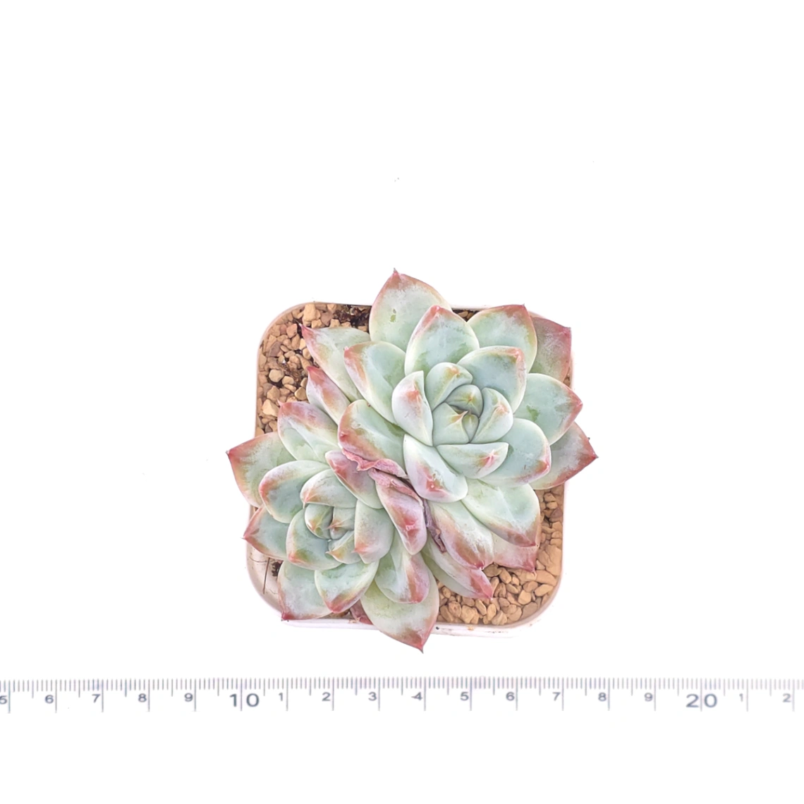 Echeveria ‘Alba Beauty’ | 阿尔巴佳人 thumbnail 4