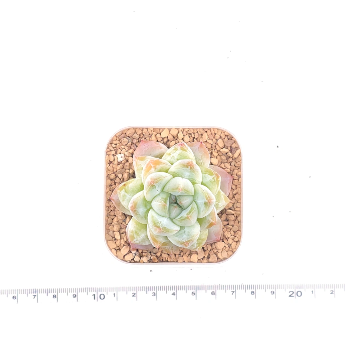 Echeveria ‘Alba Beauty’ | 阿尔巴佳人 thumbnail 4