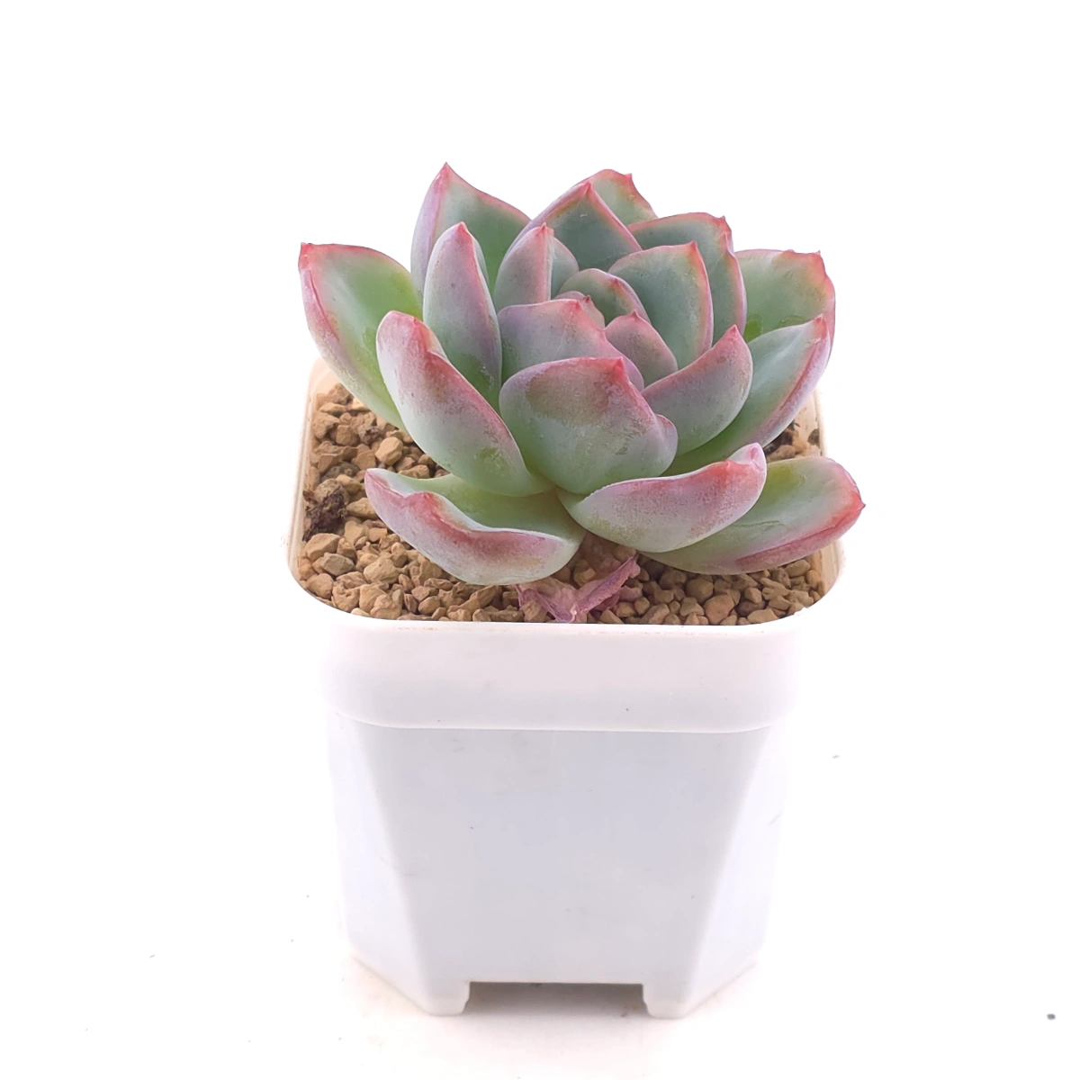 Echeveria ‘Amabeier’ / ‘Amabile’ | 油泡芙 thumbnail 2