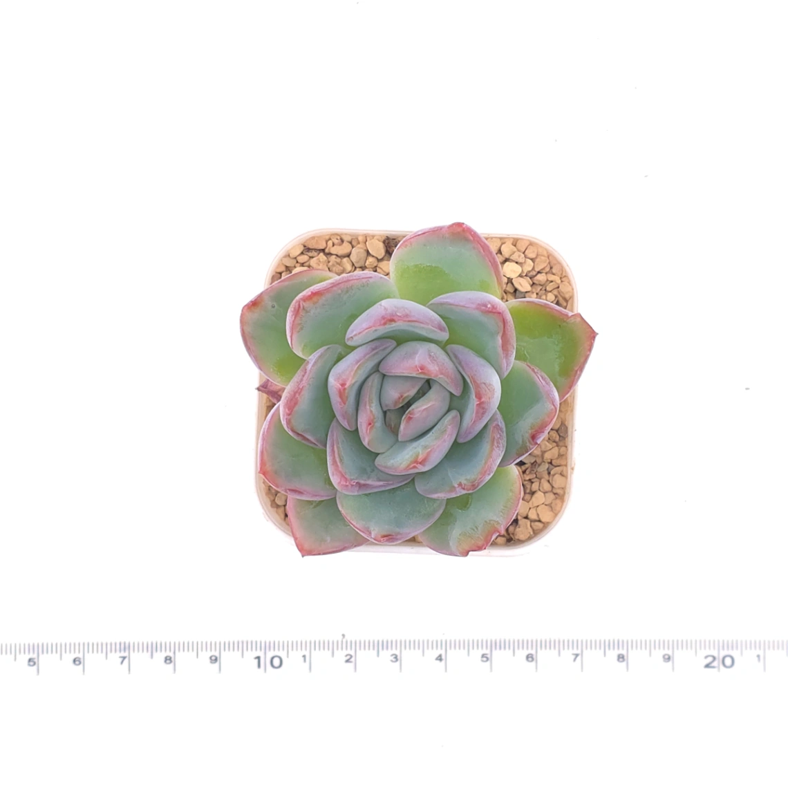 Echeveria ‘Amabeier’ / ‘Amabile’ | 油泡芙 thumbnail 4