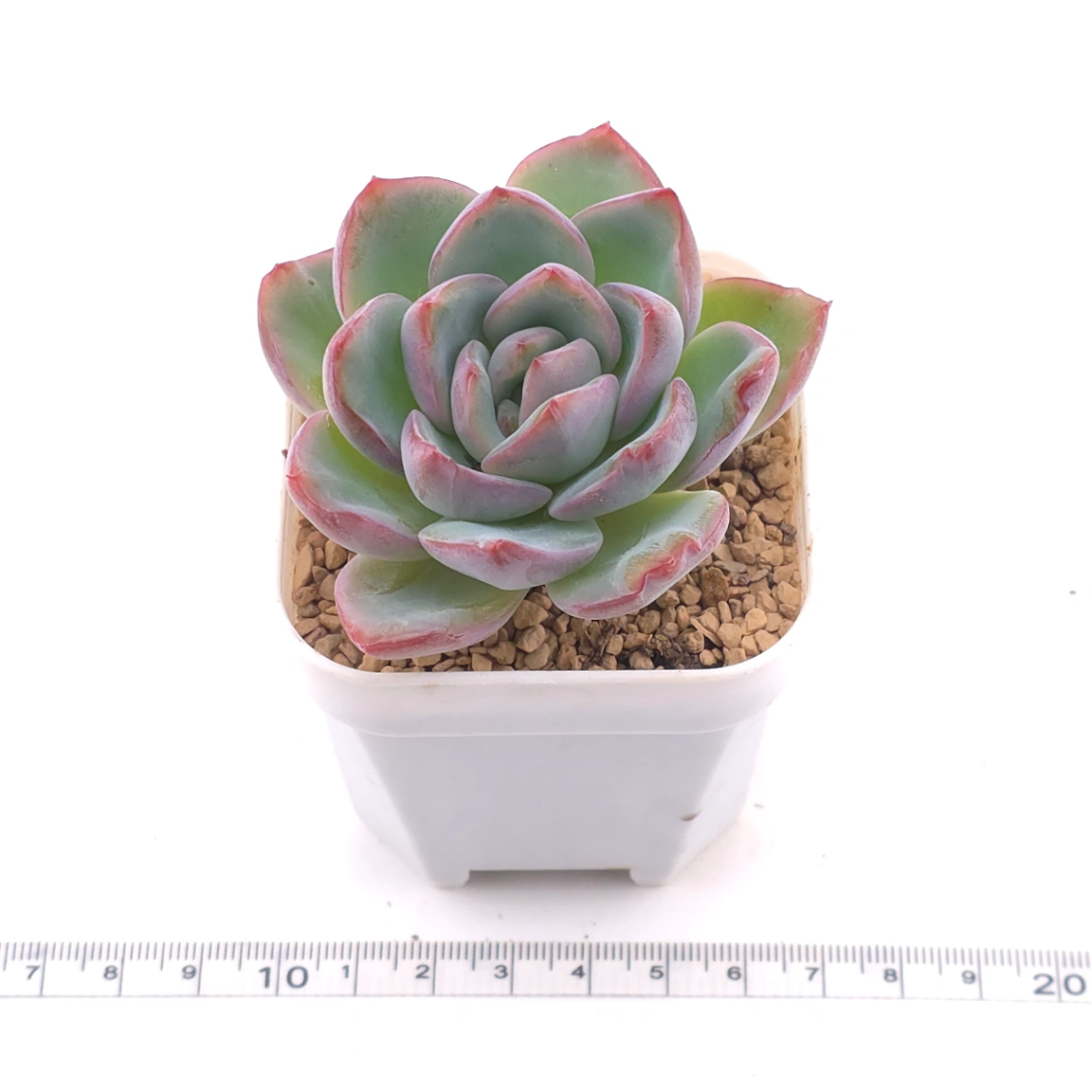 Echeveria ‘Amabeier’ / ‘Amabile’ | 油泡芙 thumbnail 3