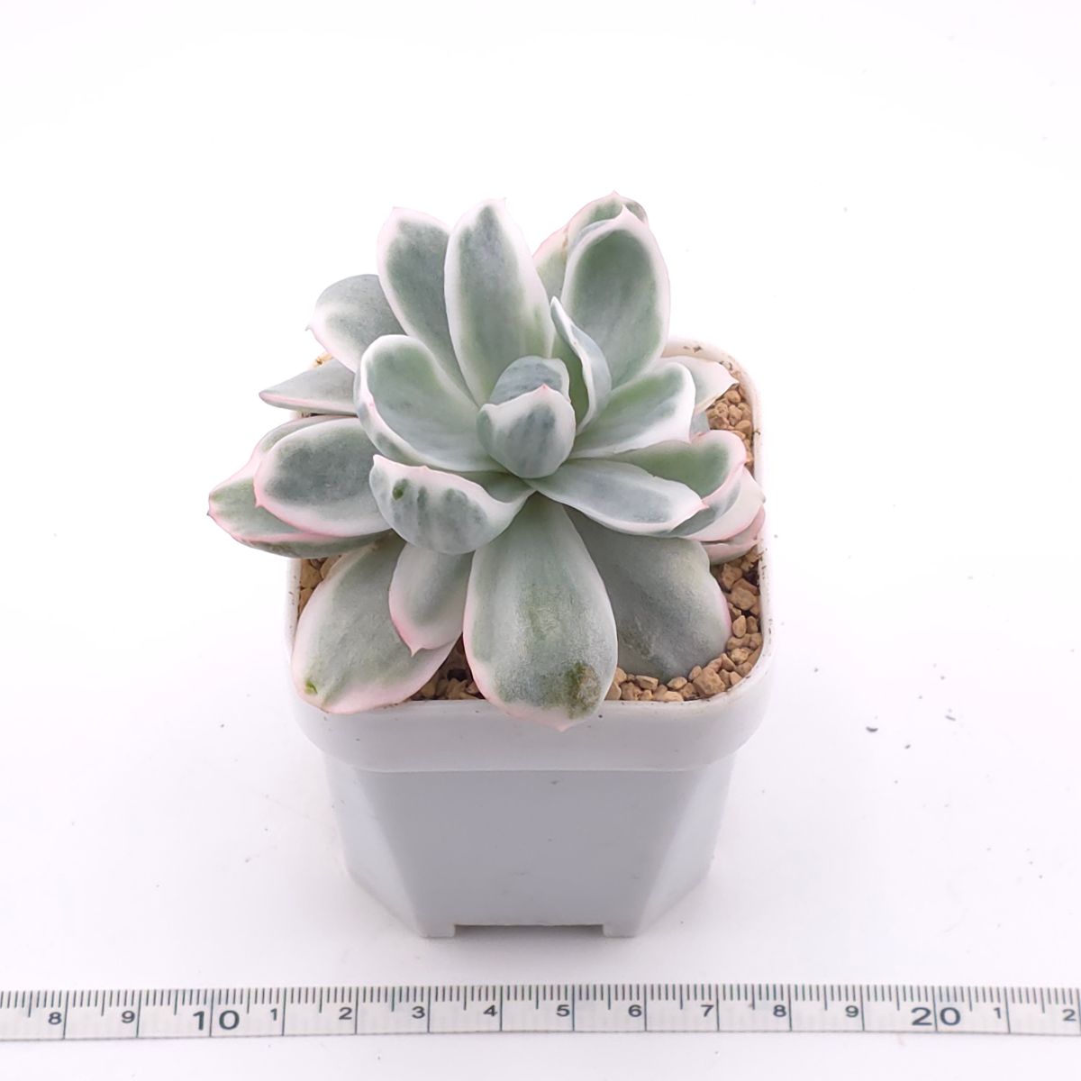 Echeveria 'Berkeley' variegated | 伯克利錦 thumbnail 3