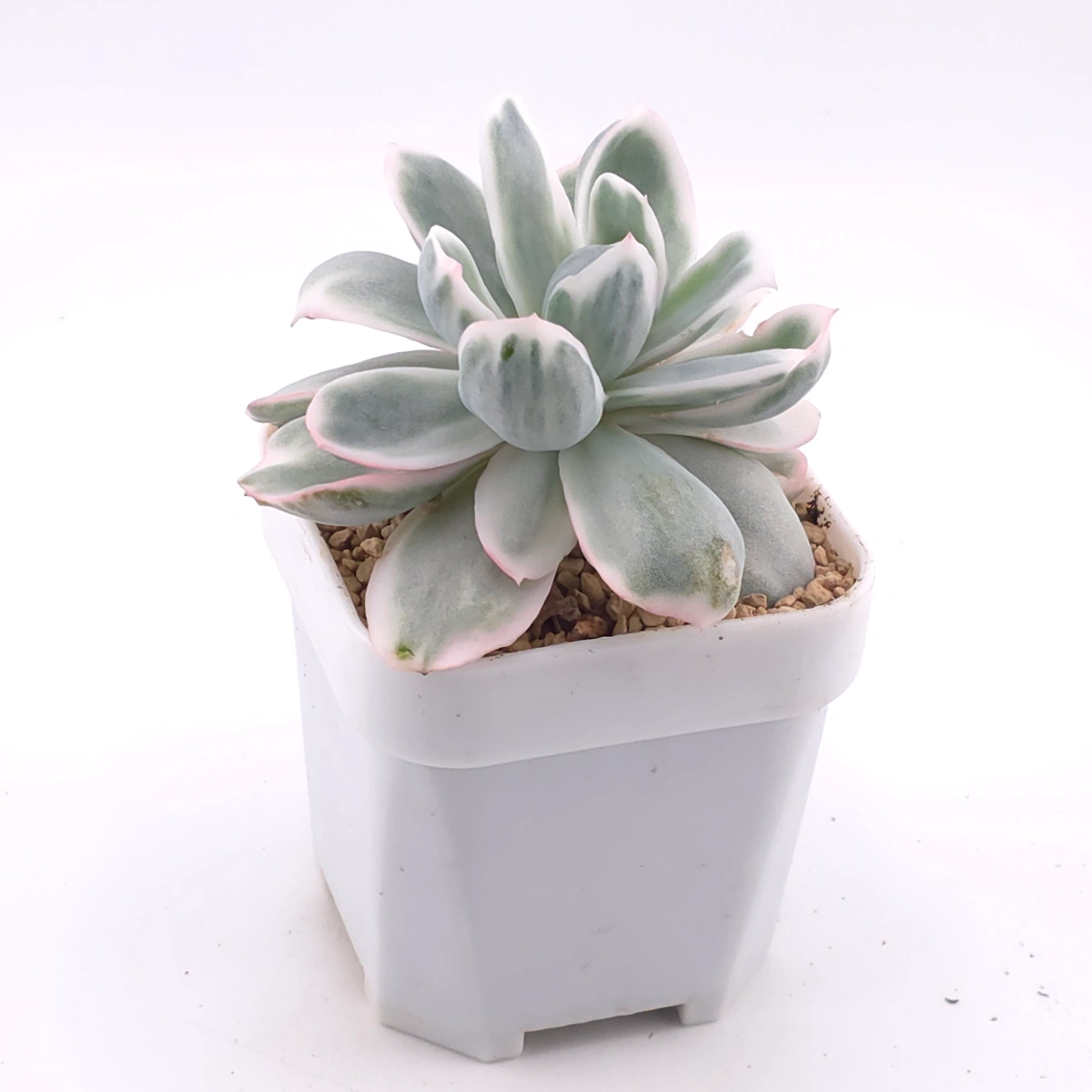 Echeveria 'Berkeley' variegated | 伯克利錦 thumbnail 2