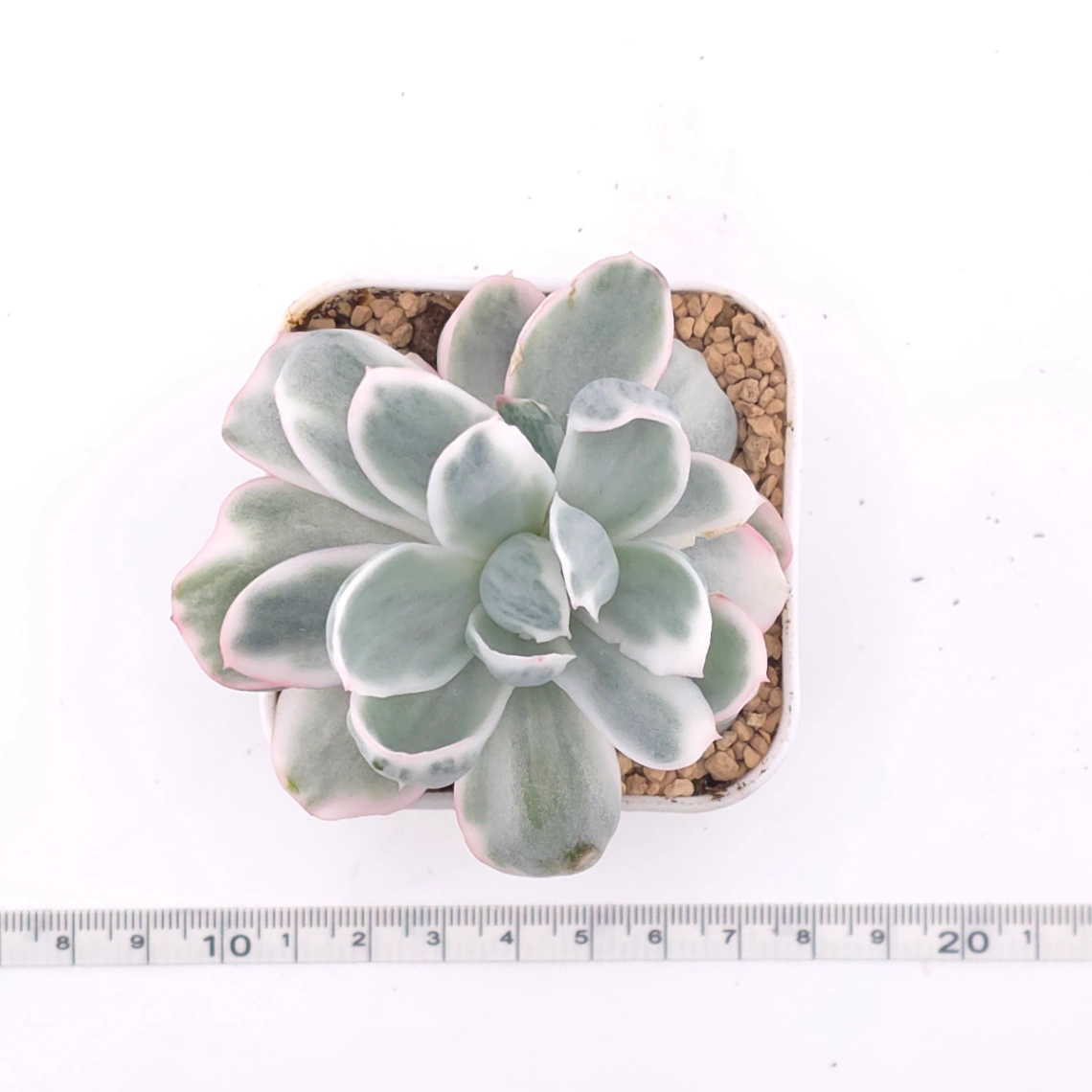 Echeveria 'Berkeley' variegated | 伯克利錦 thumbnail 4