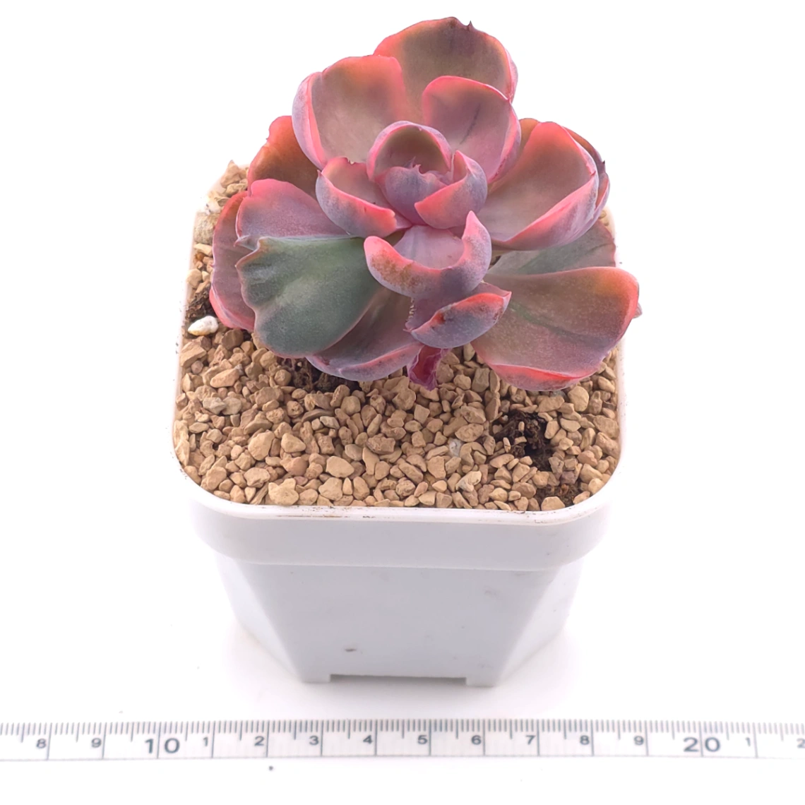 Echeveria ‘Beyonce Rainbow’ | 碧昂斯彩虹錦 thumbnail 3