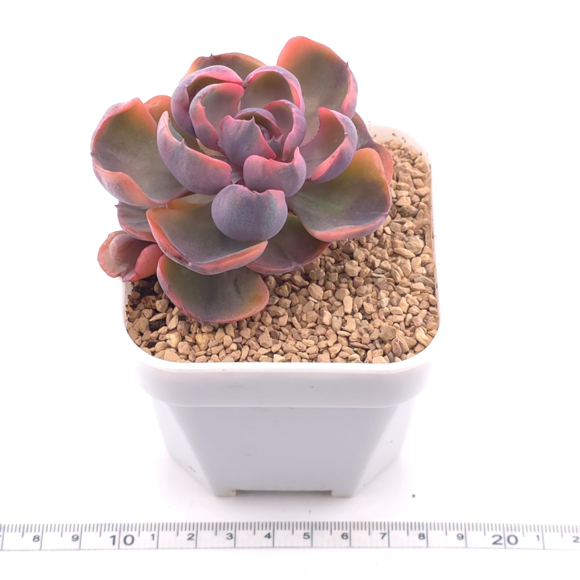 Echeveria ‘Beyonce Rainbow’ | 碧昂斯彩虹錦 thumbnail 3