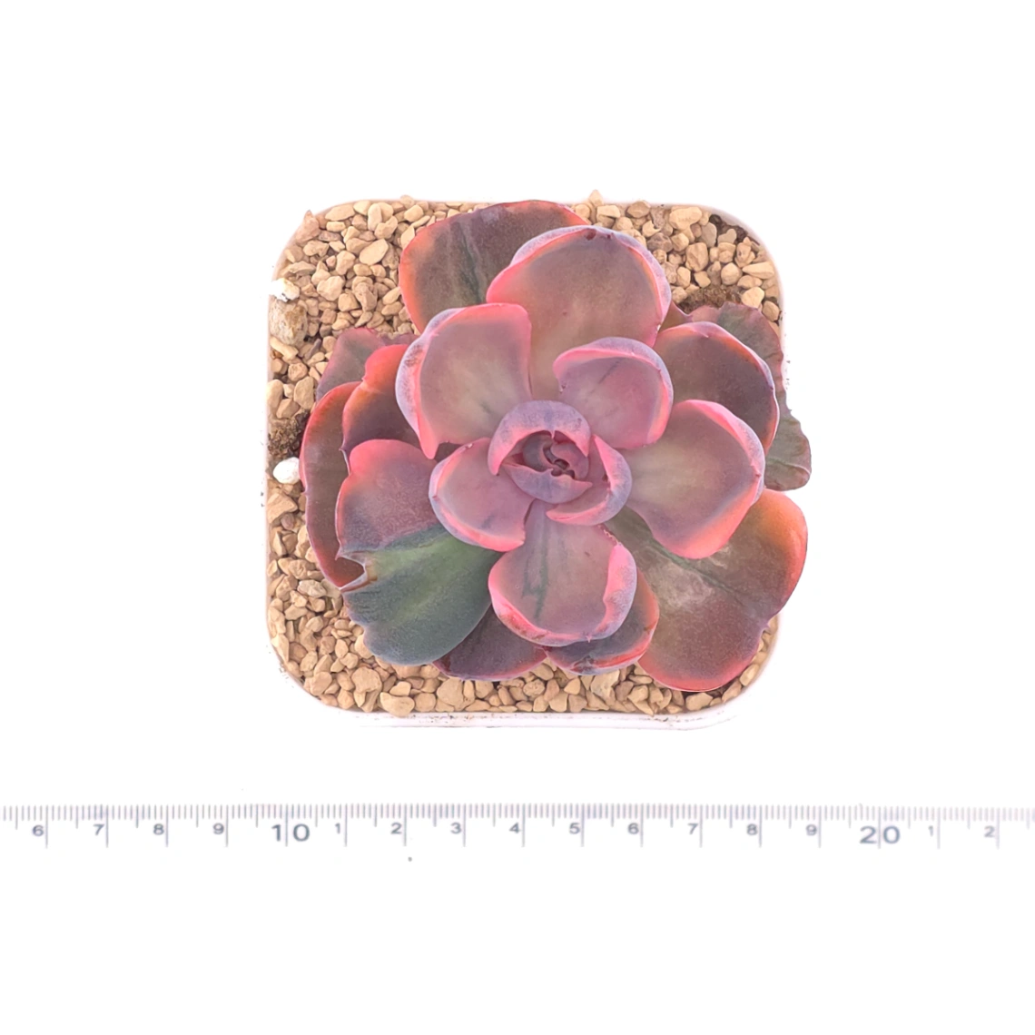 Echeveria ‘Beyonce Rainbow’ | 碧昂斯彩虹錦 thumbnail 4