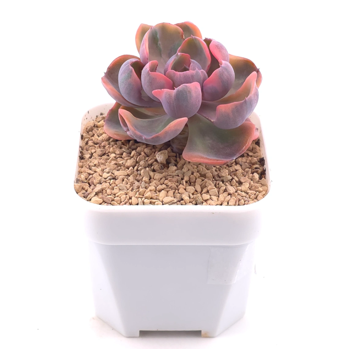 Echeveria ‘Beyonce Rainbow’ | 碧昂斯彩虹錦 thumbnail 2