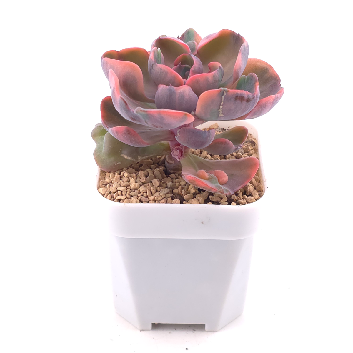 Echeveria ‘Beyonce Rainbow’ | 碧昂斯彩虹錦 thumbnail 2