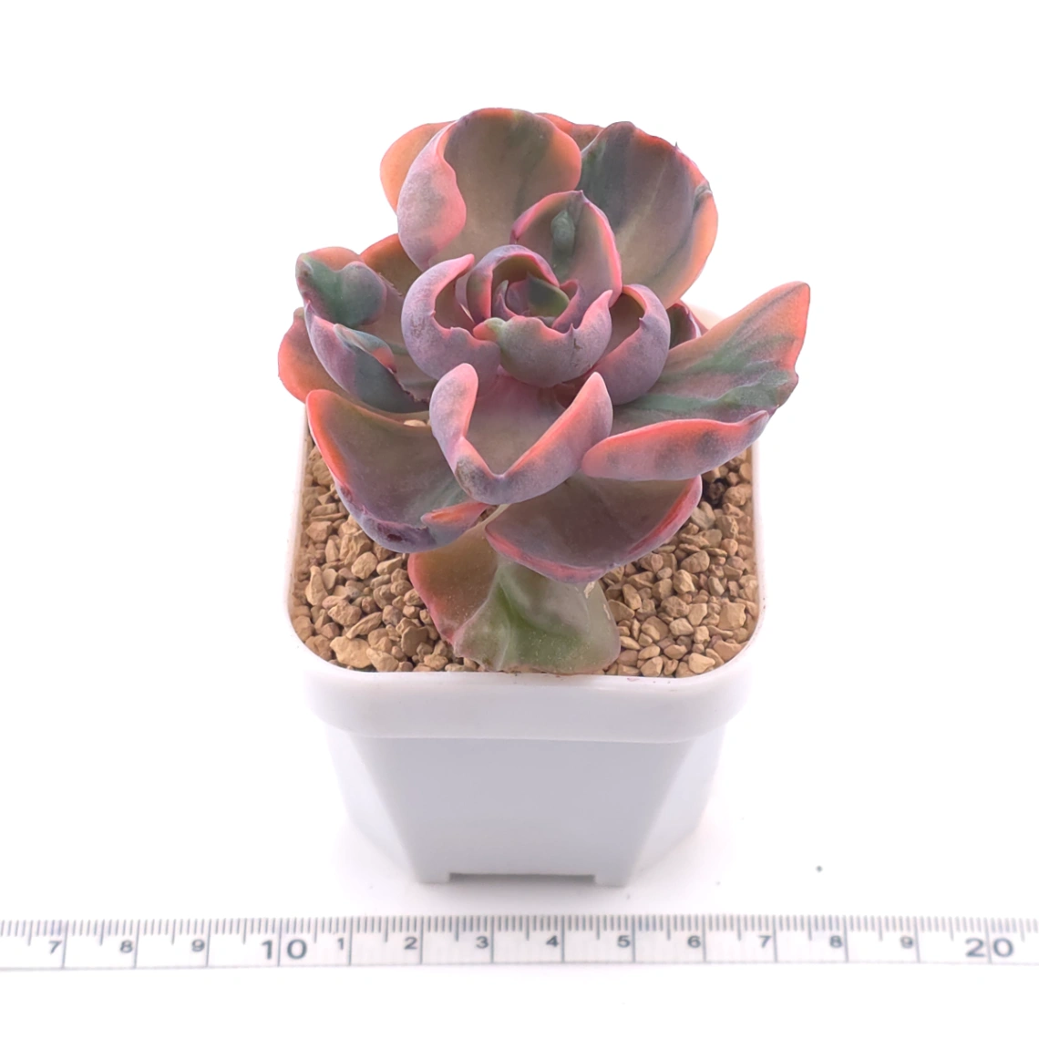 Echeveria ‘Beyonce Rainbow’ | 碧昂斯彩虹錦 thumbnail 3