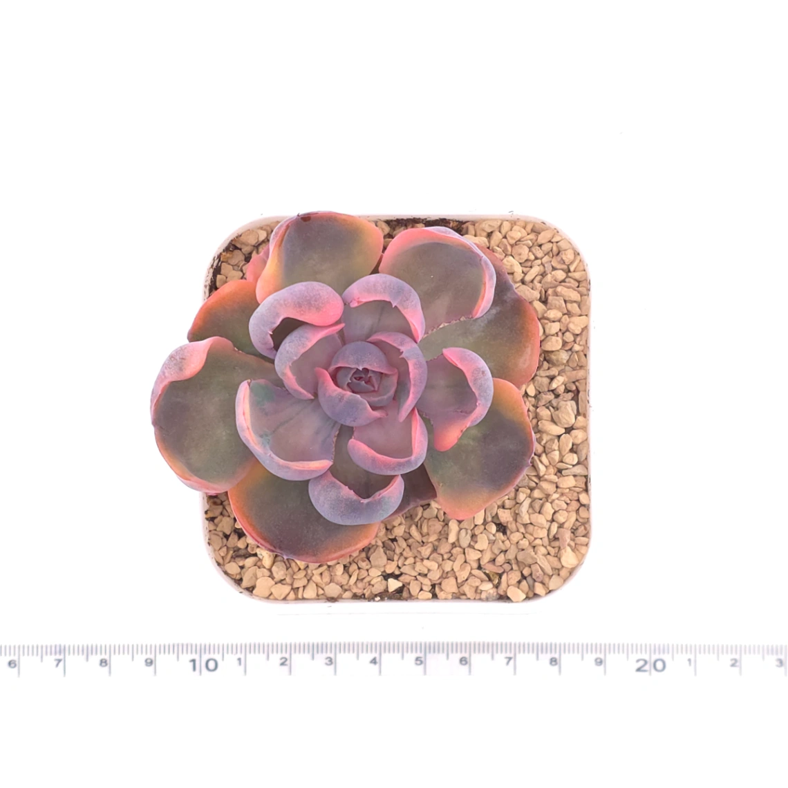 Echeveria ‘Beyonce Rainbow’ | 碧昂斯彩虹錦 thumbnail 4