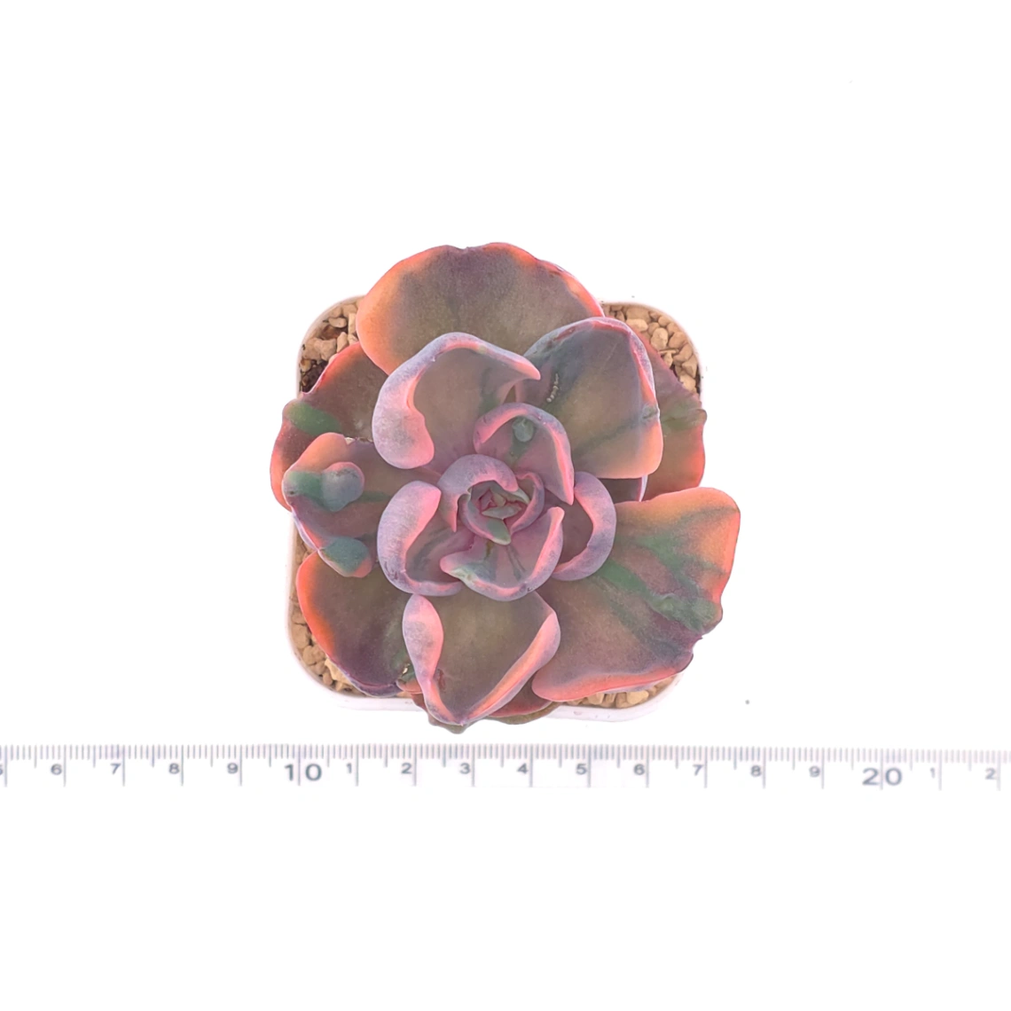 Echeveria ‘Beyonce Rainbow’ | 碧昂斯彩虹錦 thumbnail 4