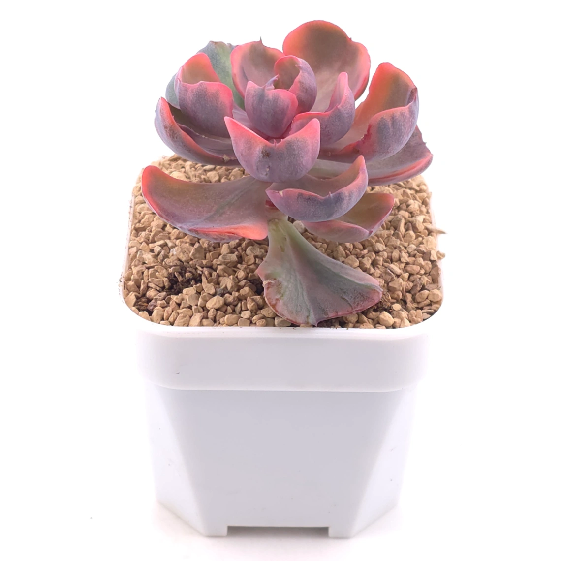Echeveria ‘Beyonce Rainbow’ | 碧昂斯彩虹錦 thumbnail 2