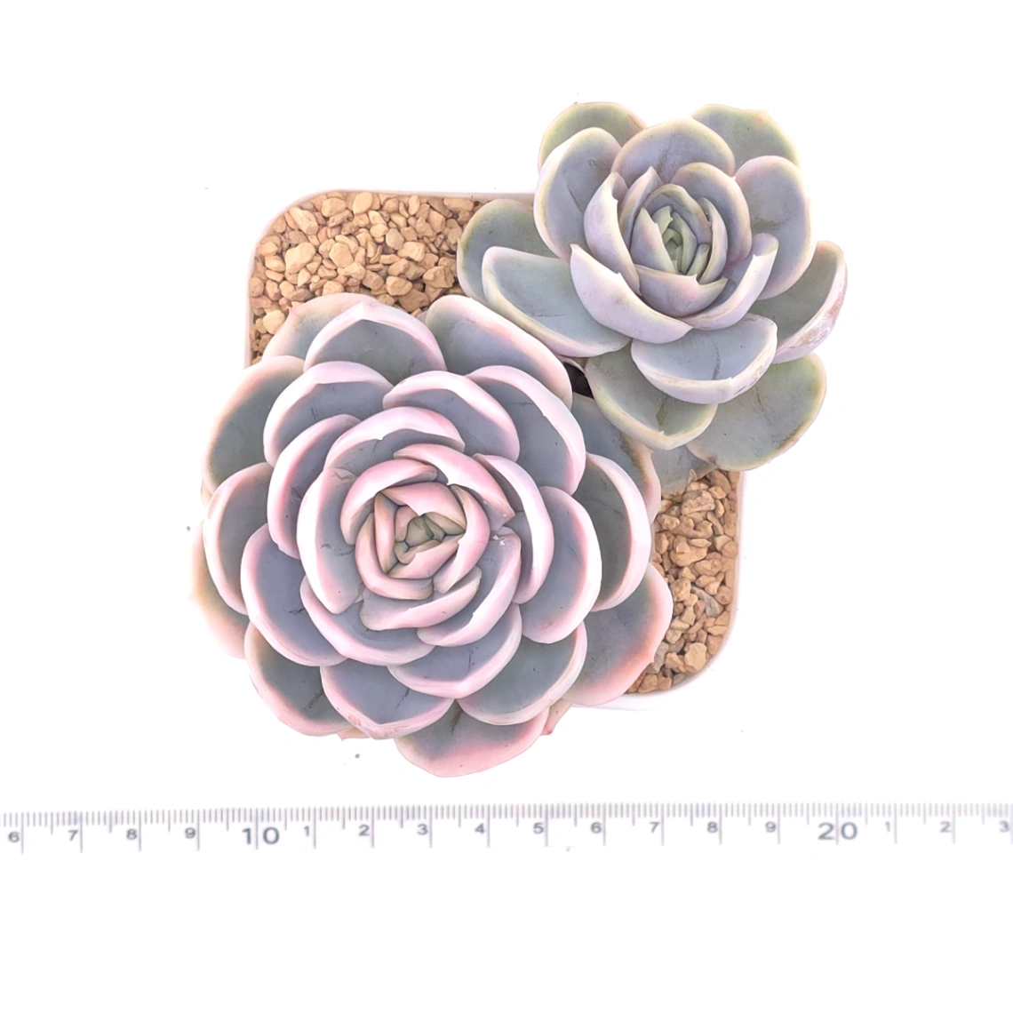 Echeveria ‘Blue Surprise’ variegated | 藍色驚起錦 thumbnail 4