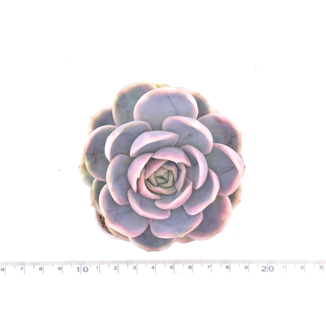 Echeveria ‘Blue Surprise’ variegated | 藍色驚起錦 thumbnail 4