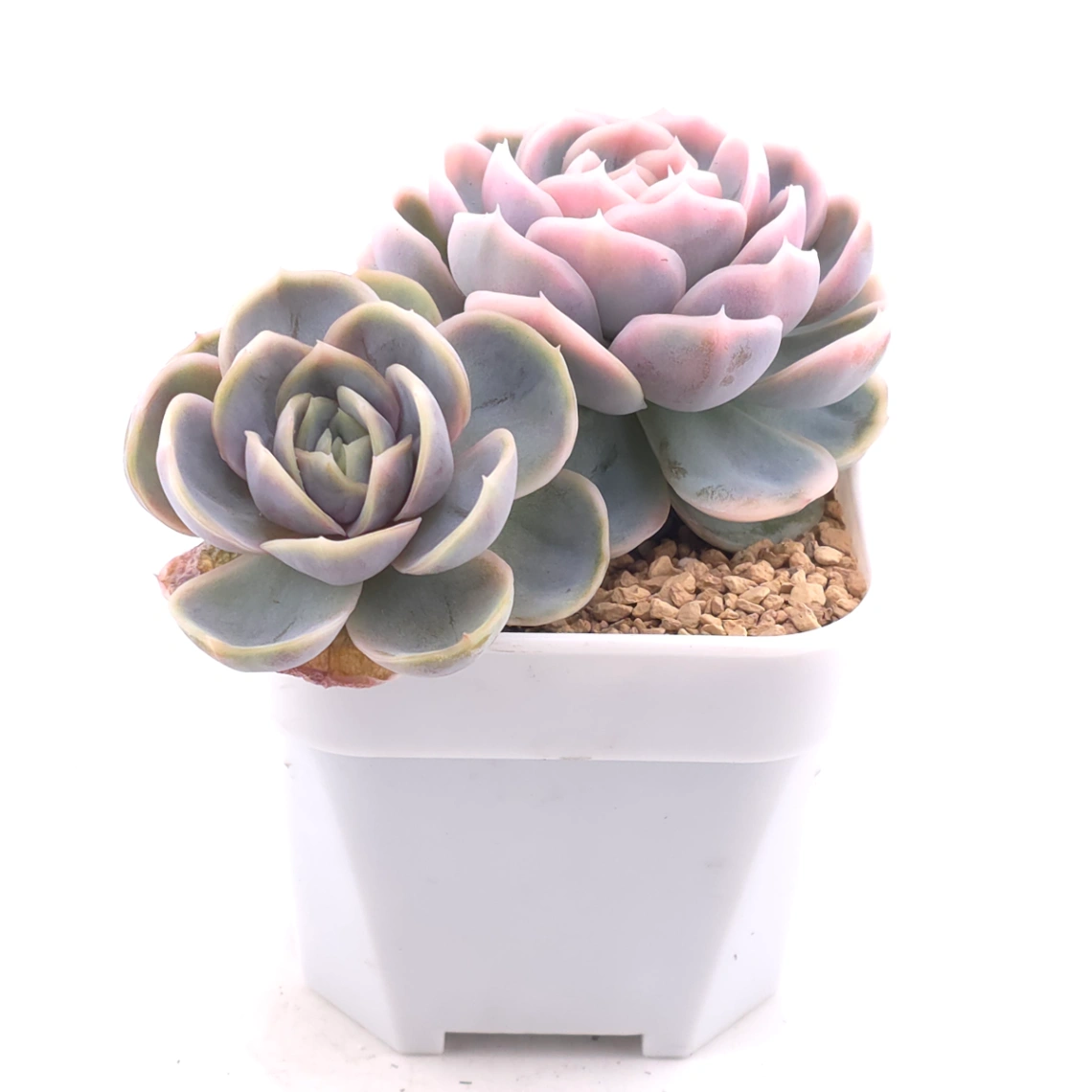 Echeveria ‘Blue Surprise’ variegated | 藍色驚起錦 thumbnail 2