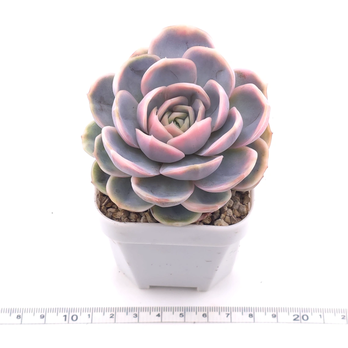 Echeveria ‘Blue Surprise’ variegated | 藍色驚起錦 thumbnail 3