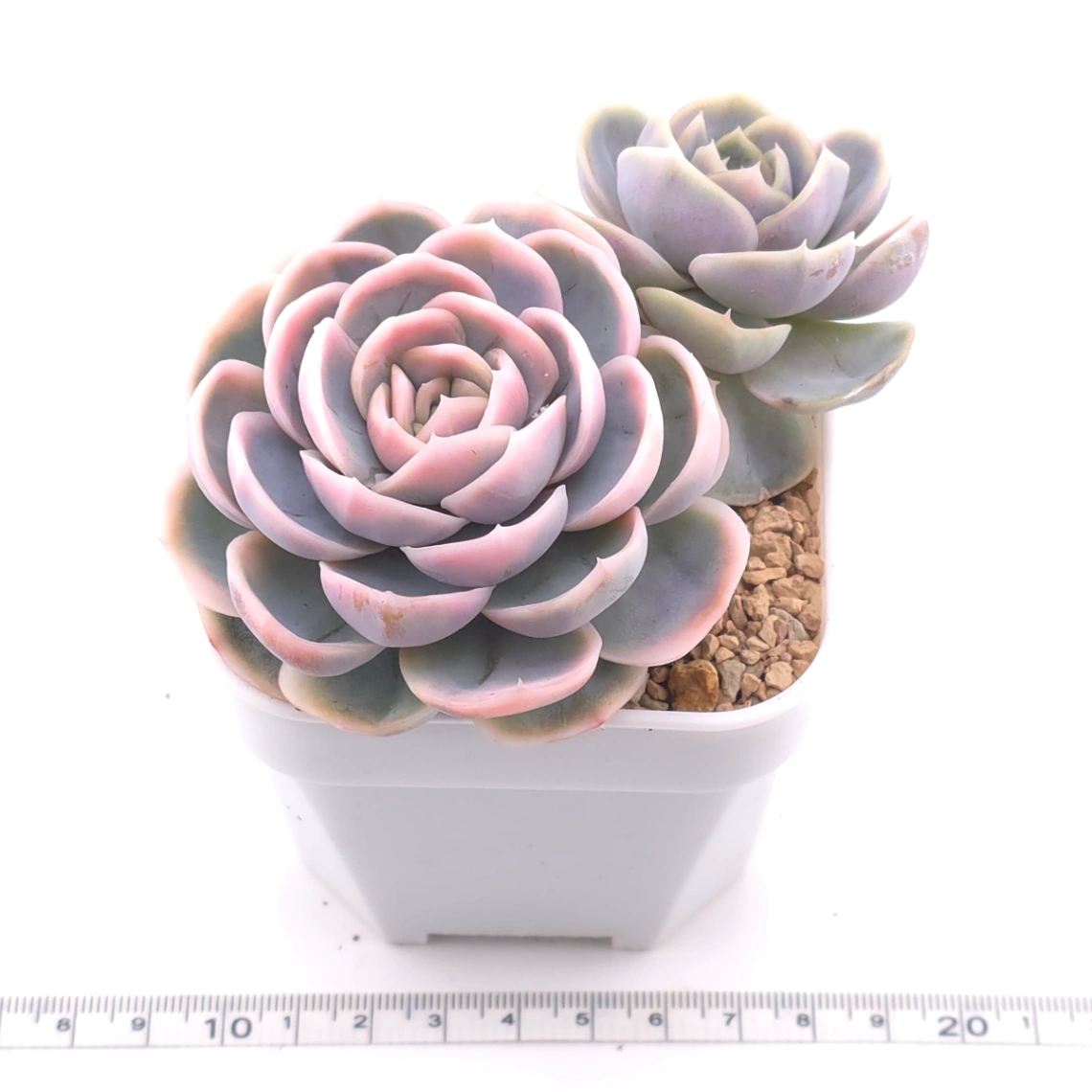 Echeveria ‘Blue Surprise’ variegated | 藍色驚起錦 thumbnail 3