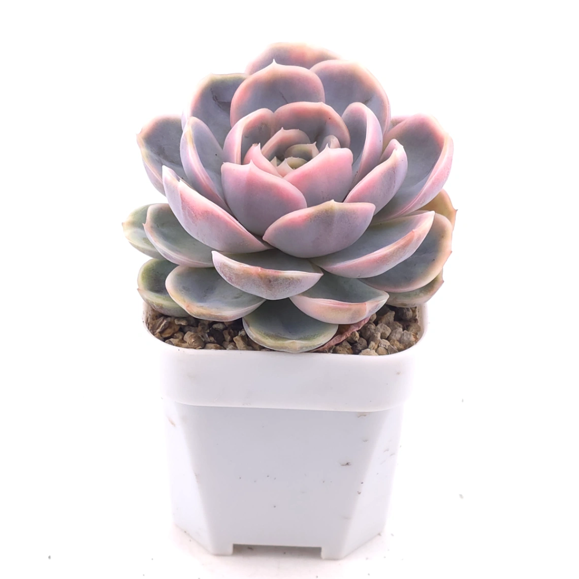 Echeveria ‘Blue Surprise’ variegated | 藍色驚起錦 thumbnail 2