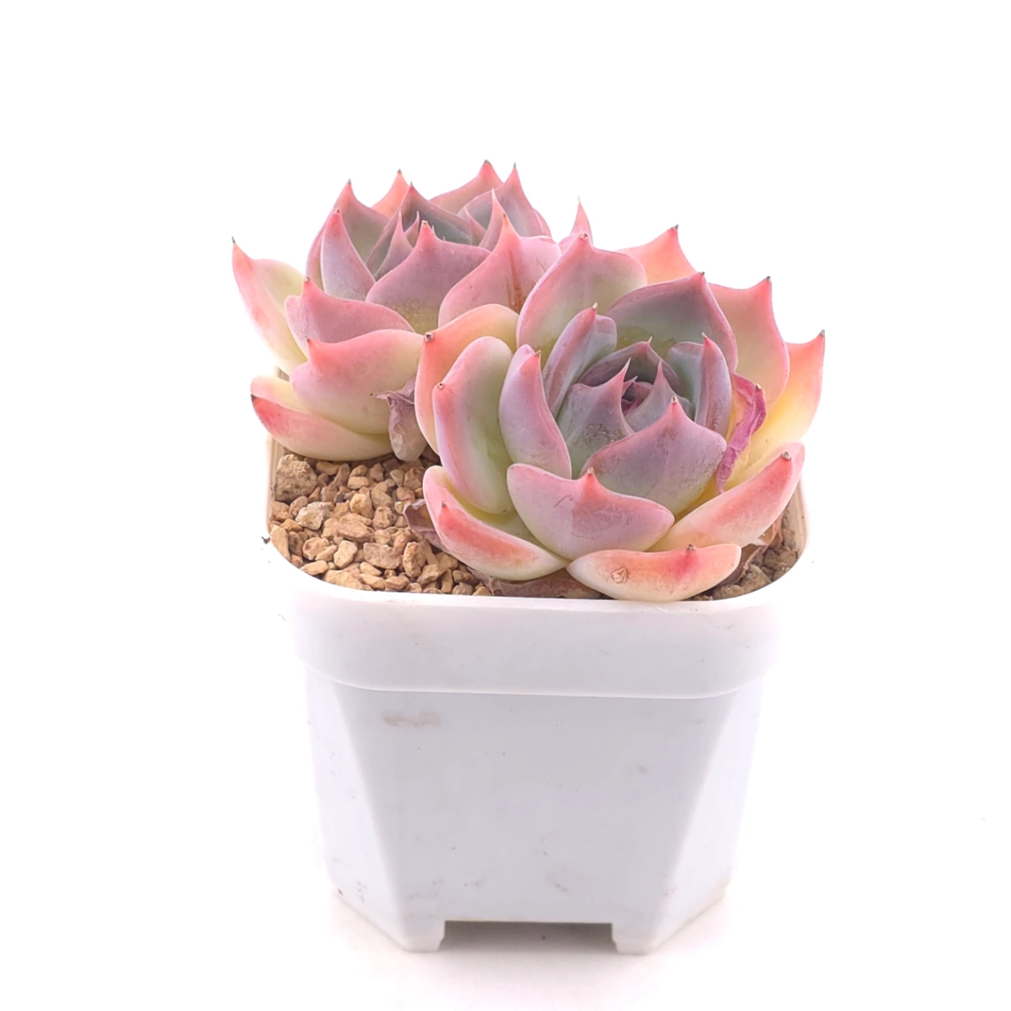 Echeveria ‘Casio’ | 卡西歐 thumbnail 2