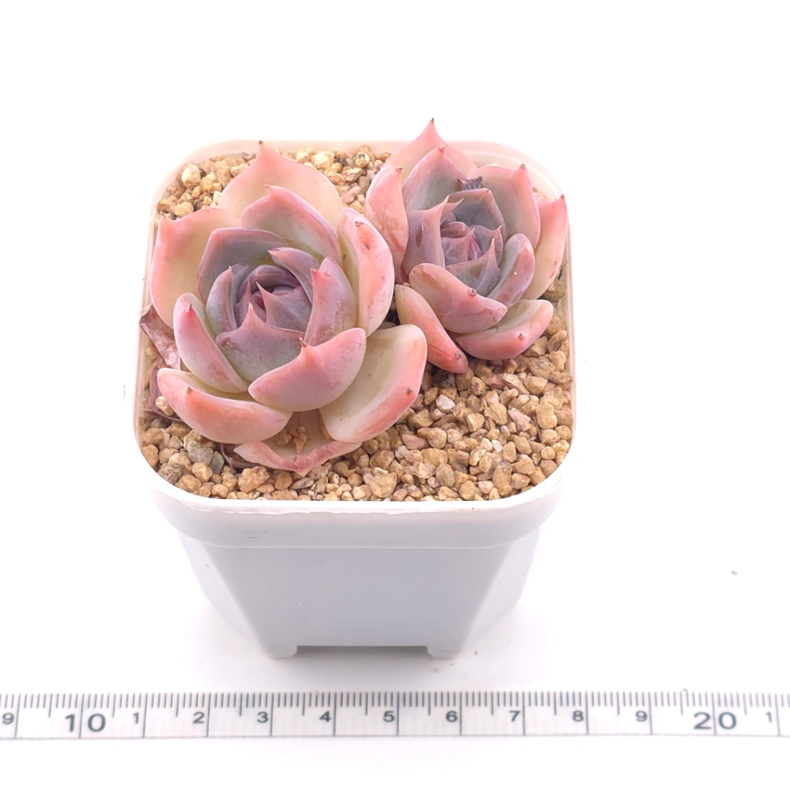 Echeveria ‘Casio’ | 卡西歐 thumbnail 3