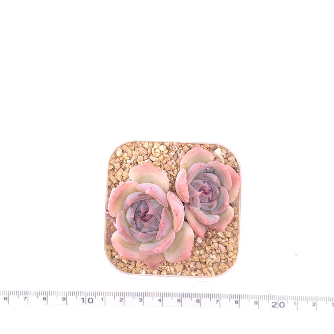 Echeveria ‘Casio’ | 卡西歐 thumbnail 4