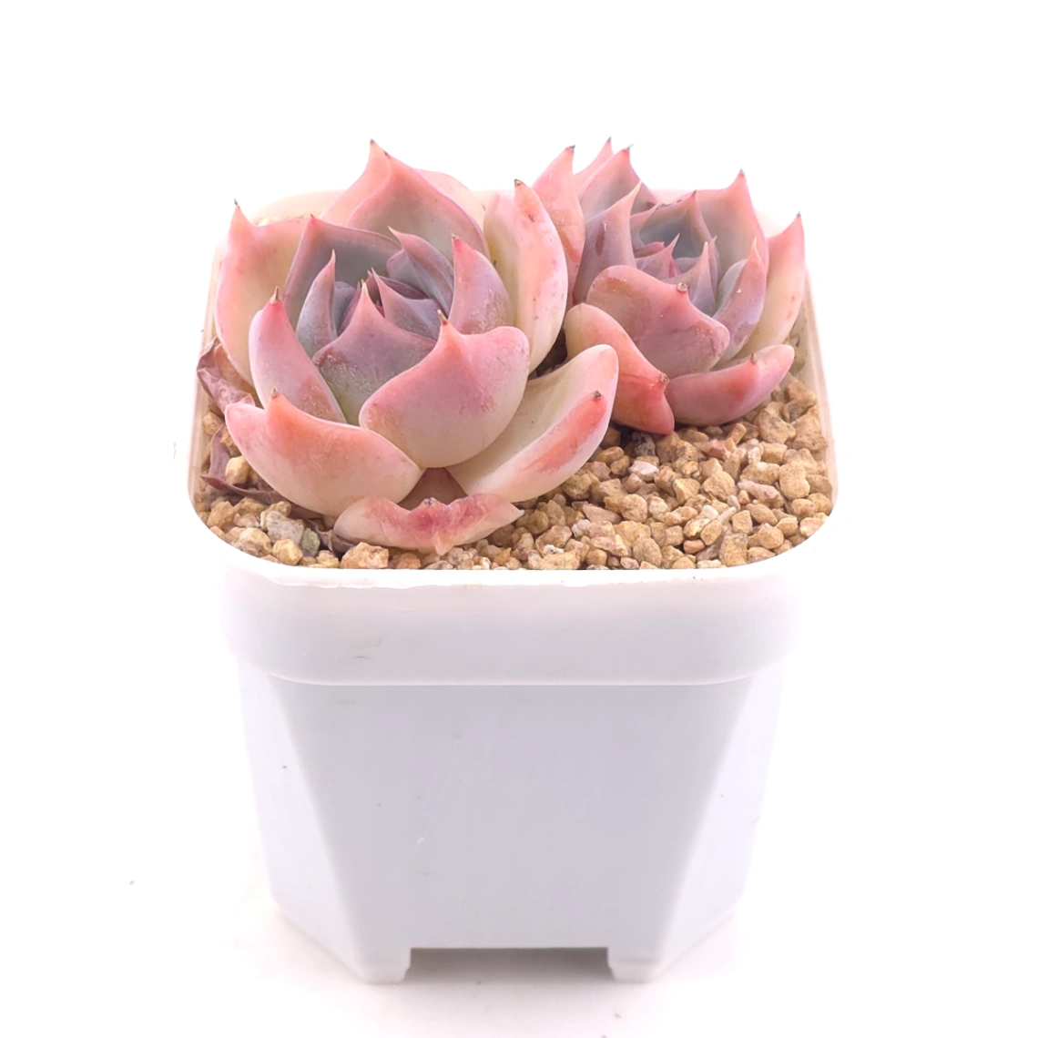 Echeveria ‘Casio’ | 卡西歐 thumbnail 2