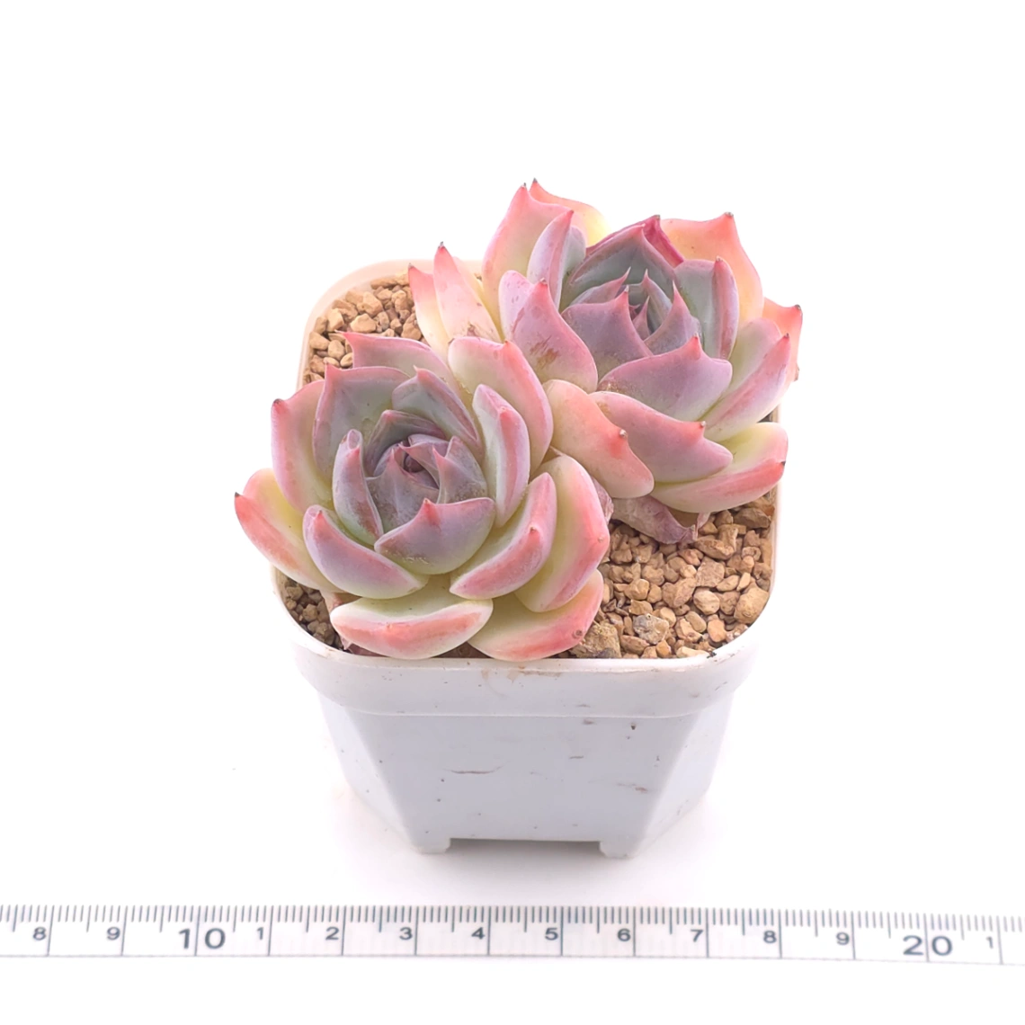 Echeveria ‘Casio’ | 卡西歐 thumbnail 3