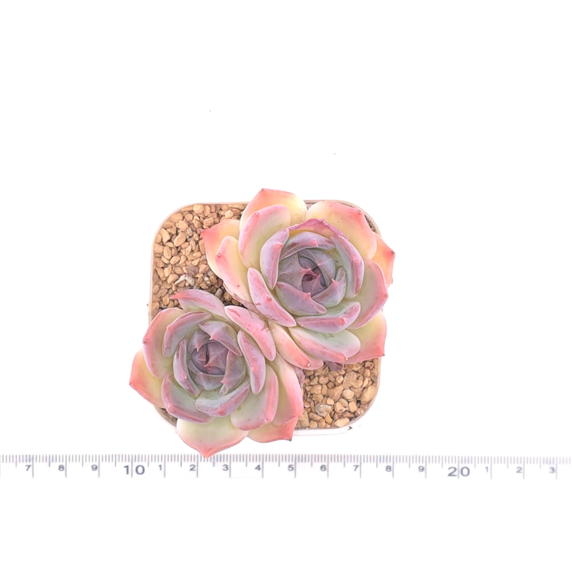 Echeveria ‘Casio’ | 卡西歐 thumbnail 4