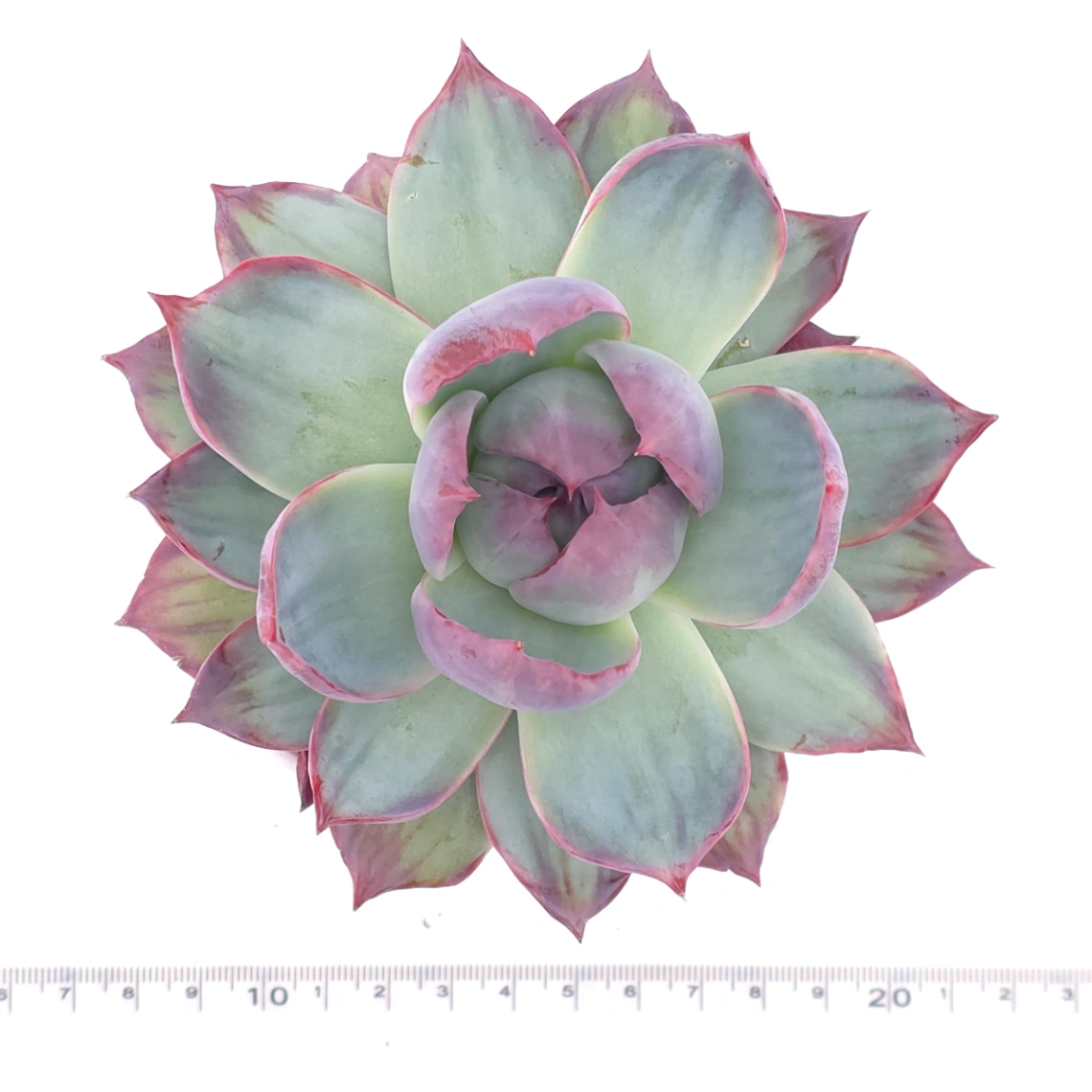 Echeveria ‘Casio’ variegated | 卡西歐錦 thumbnail 4