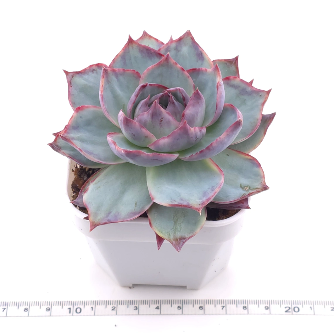 Echeveria ‘Casio’ variegated | 卡西歐錦 thumbnail 3