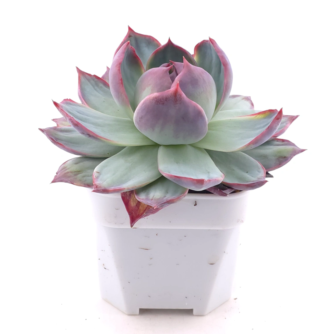 Echeveria ‘Casio’ variegated | 卡西歐錦 thumbnail 2
