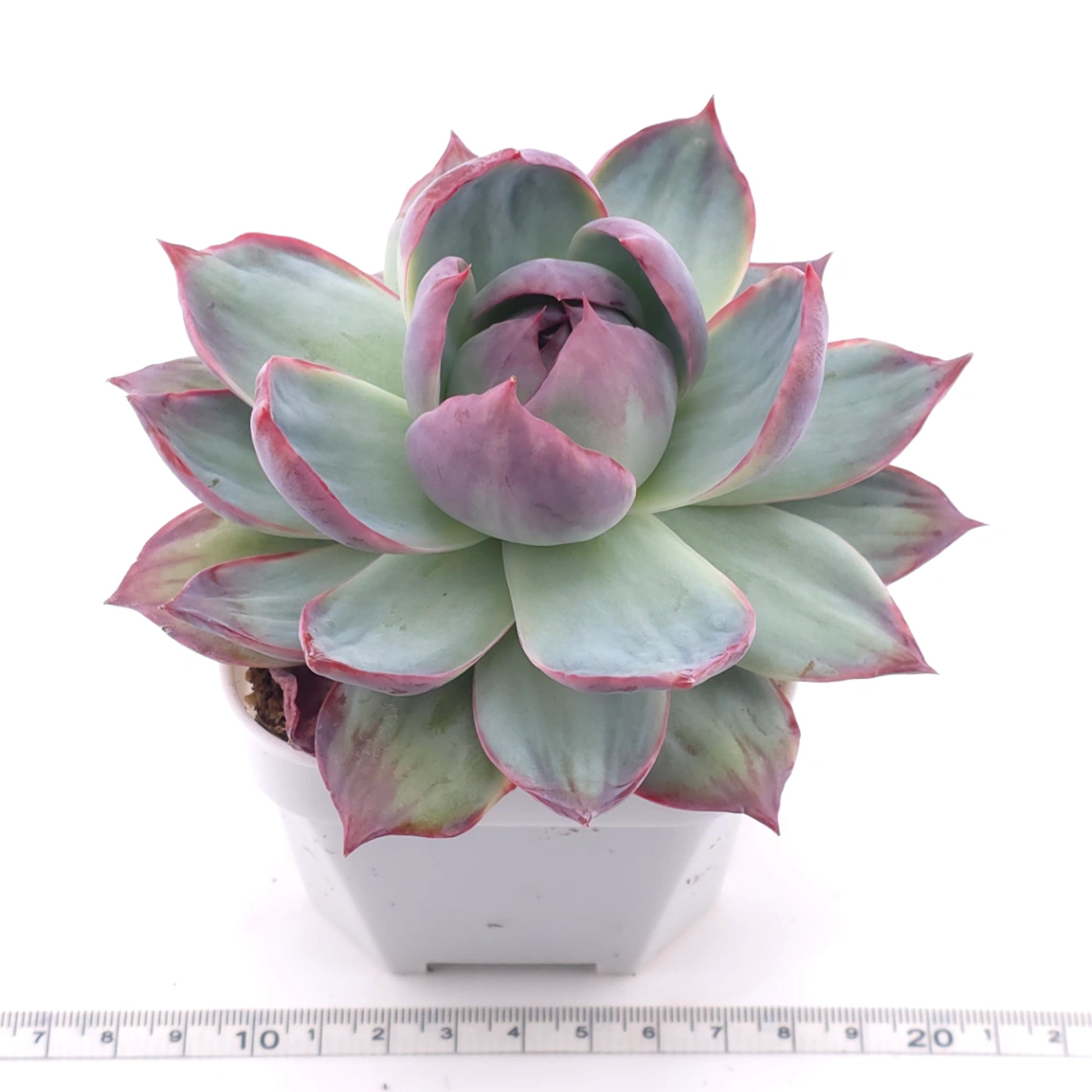 Echeveria ‘Casio’ variegated | 卡西歐錦 thumbnail 3