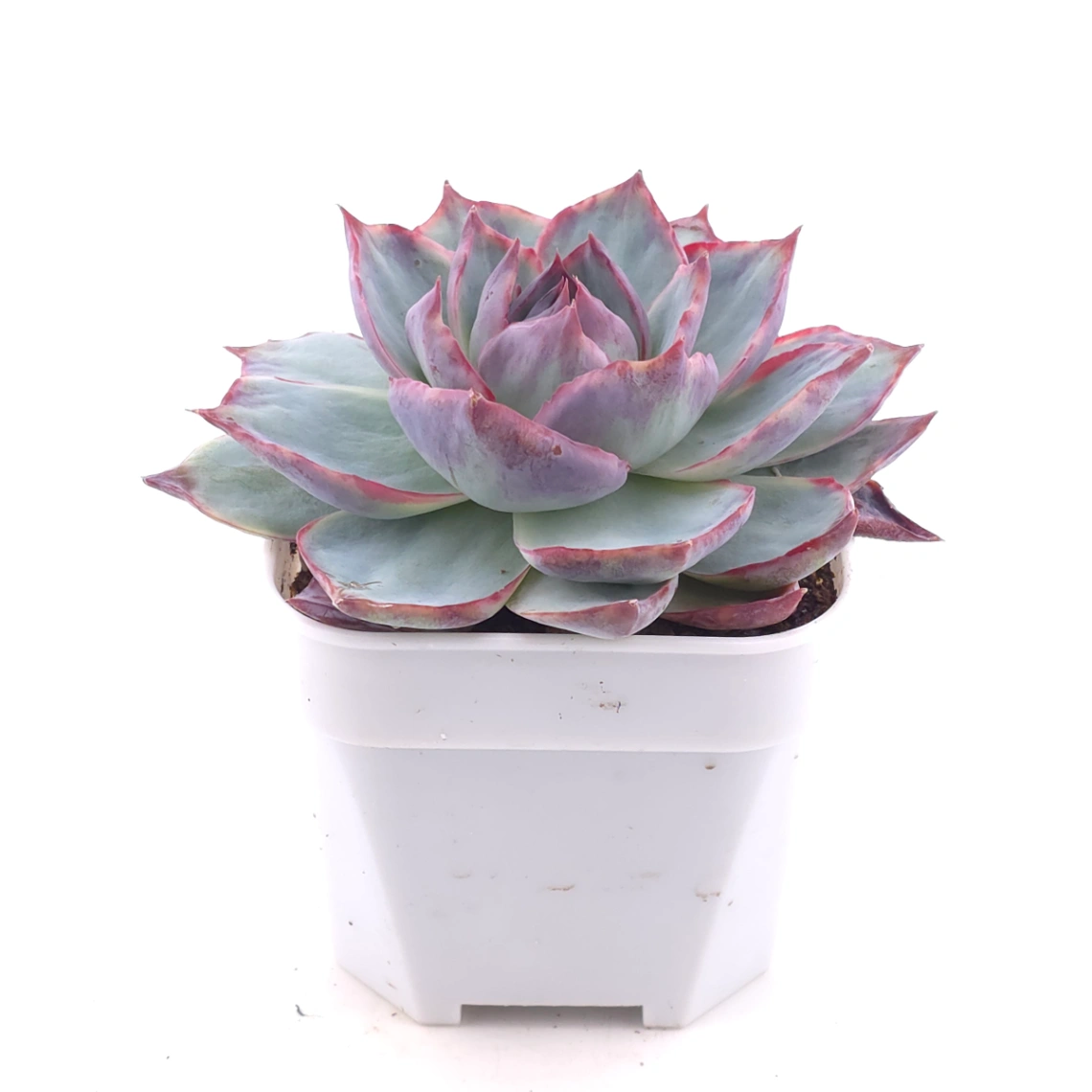Echeveria ‘Casio’ variegated | 卡西歐錦 thumbnail 2