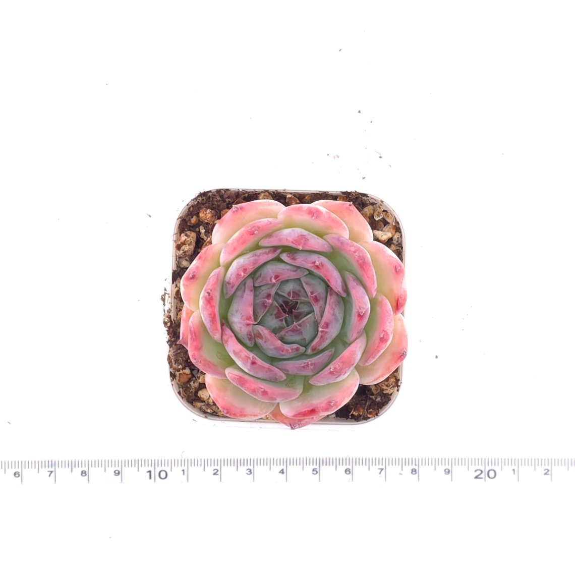 Echeveria chihuahuaensis | 吉娃娃 thumbnail 4