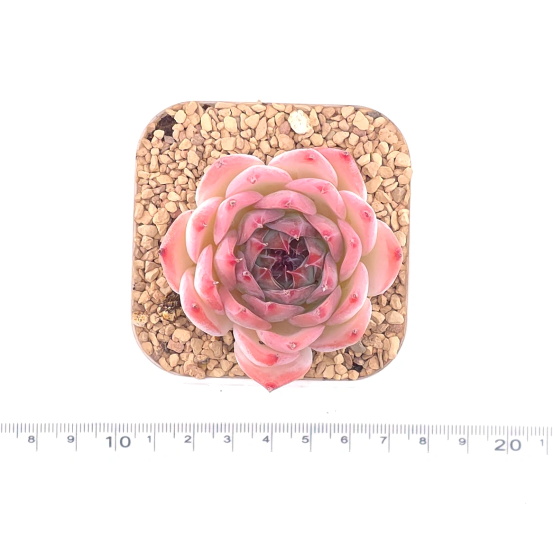 Echeveria chihuahuaensis | 吉娃娃 thumbnail 4