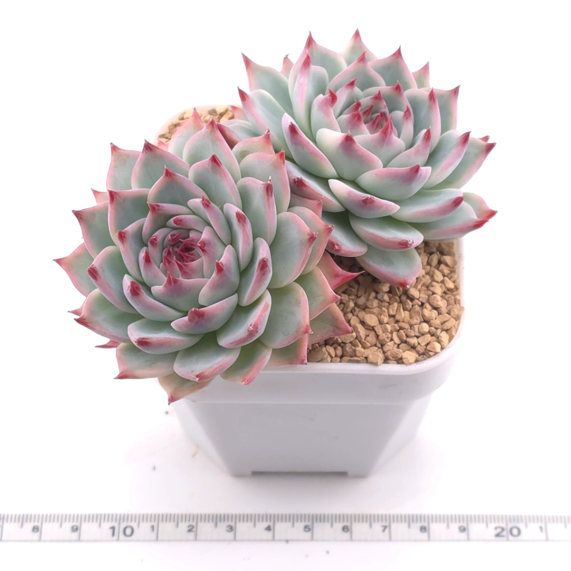 Echeveria chihuahuaensis | 吉娃娃 thumbnail 3