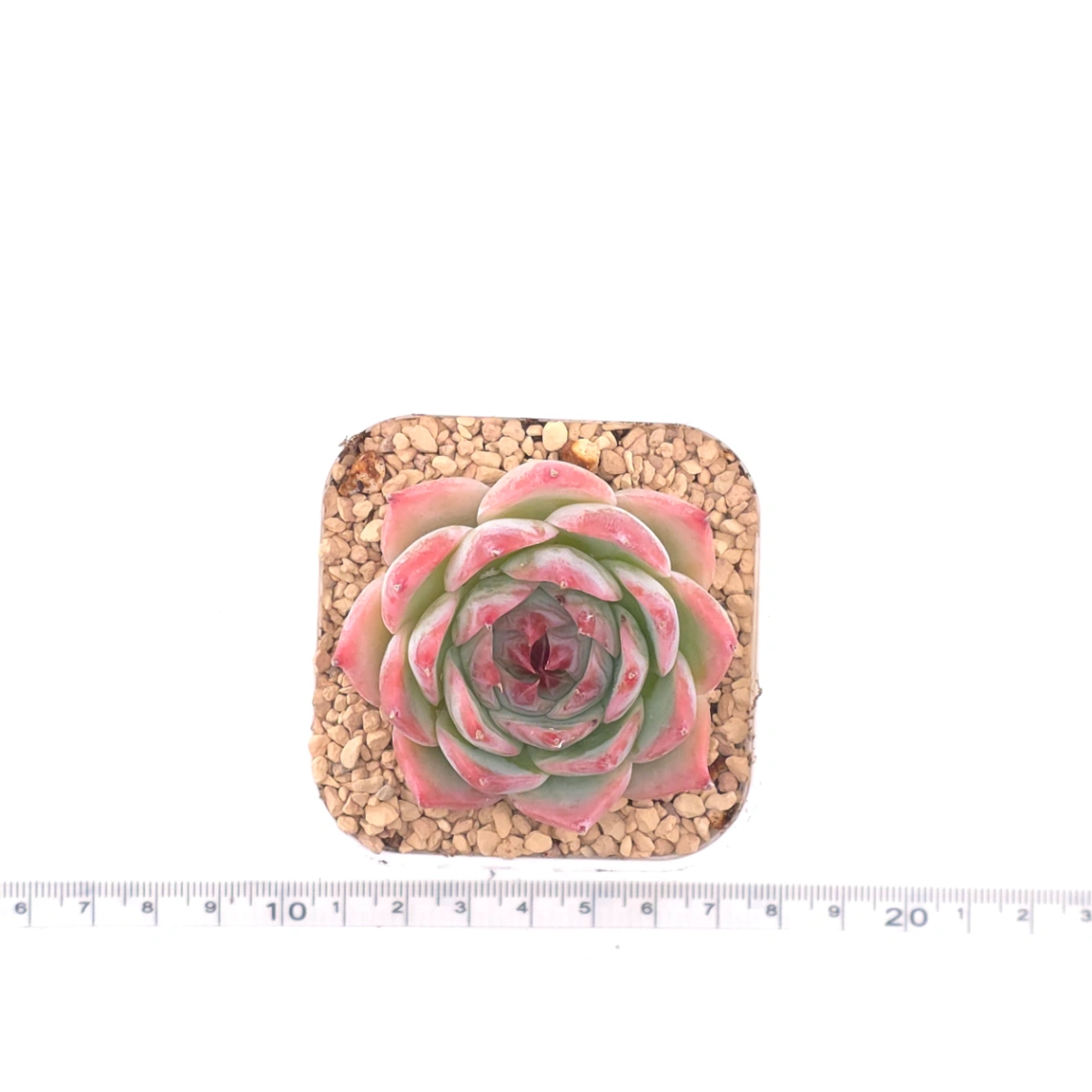 Echeveria ‘Honey Peach’ | 水蜜桃 thumbnail 4