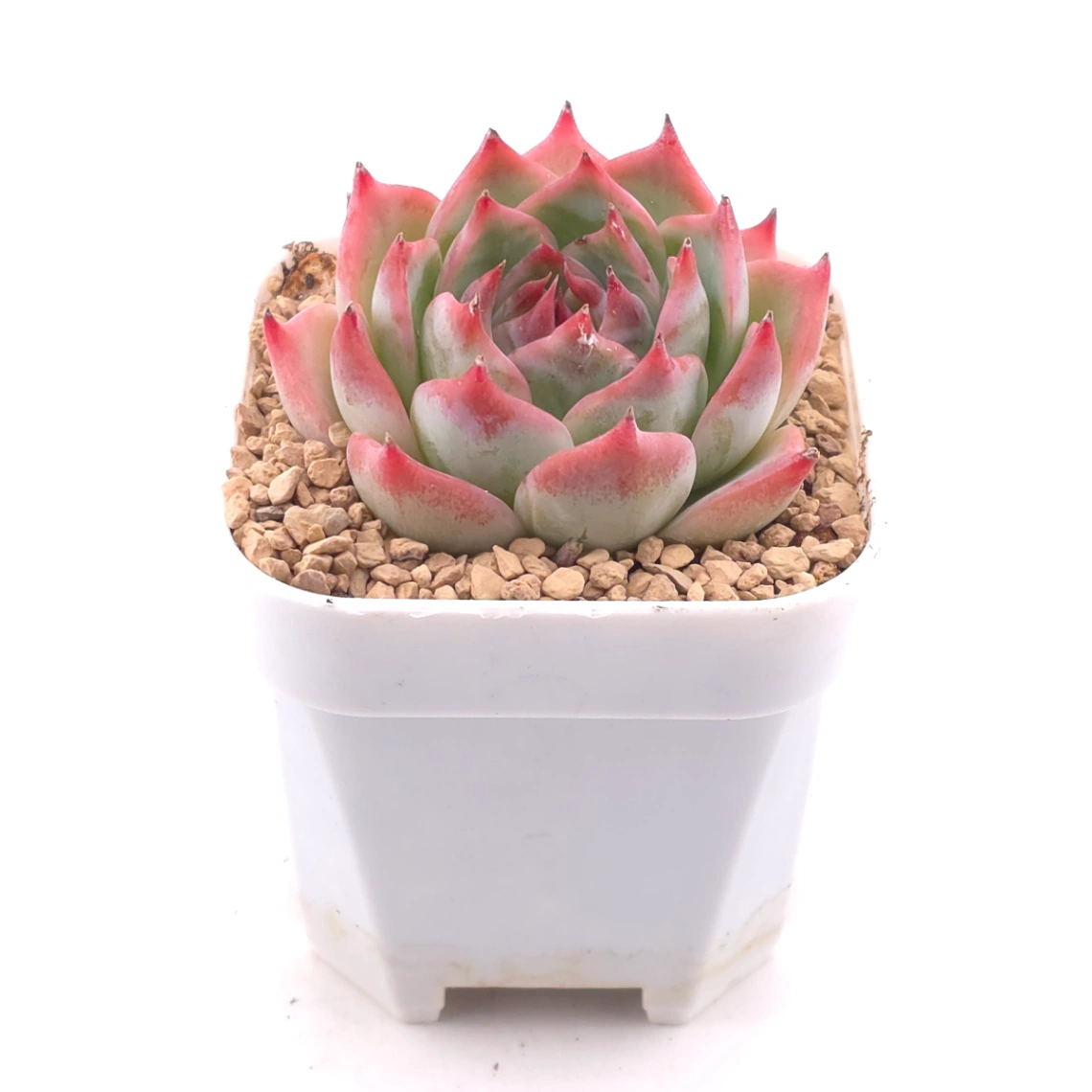 Echeveria ‘Honey Peach’ | 水蜜桃 thumbnail 2