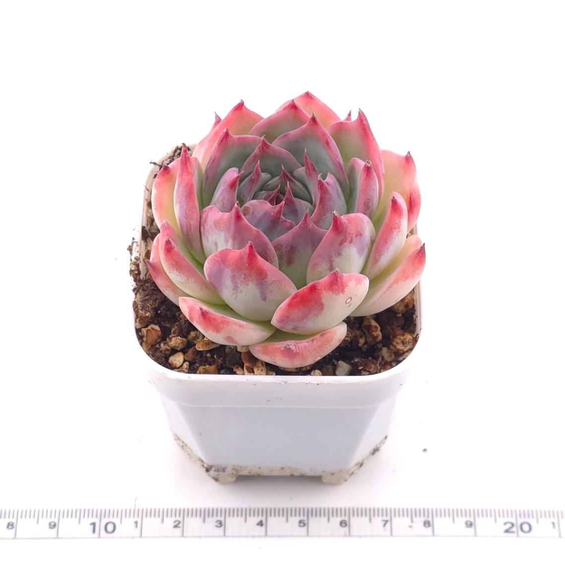 Echeveria chihuahuaensis | 吉娃娃 thumbnail 3