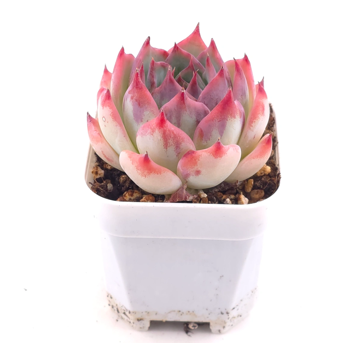 Echeveria chihuahuaensis | 吉娃娃 thumbnail 2