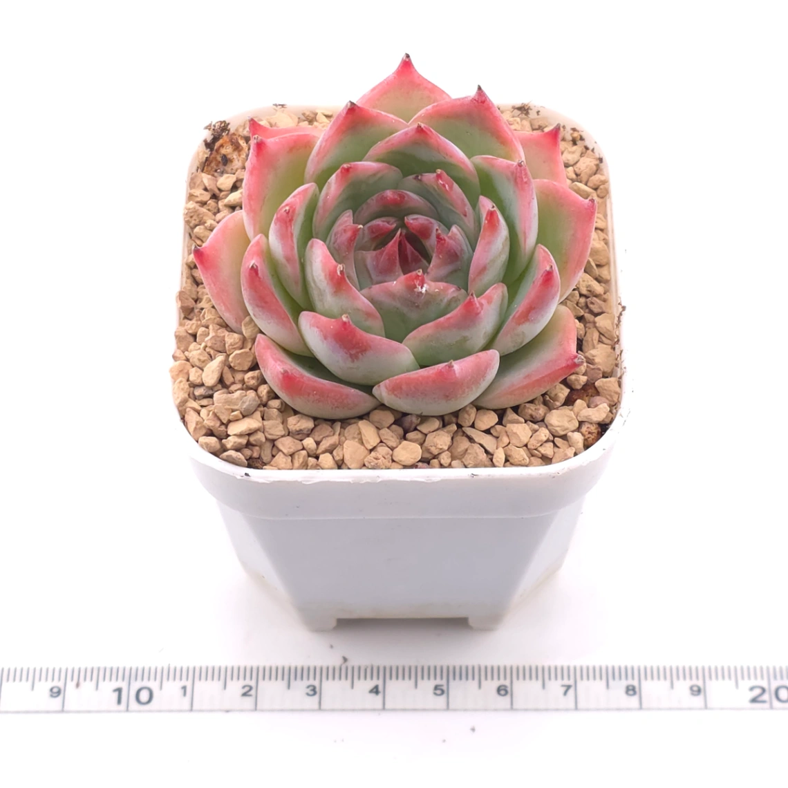 Echeveria ‘Honey Peach’ | 水蜜桃 thumbnail 3