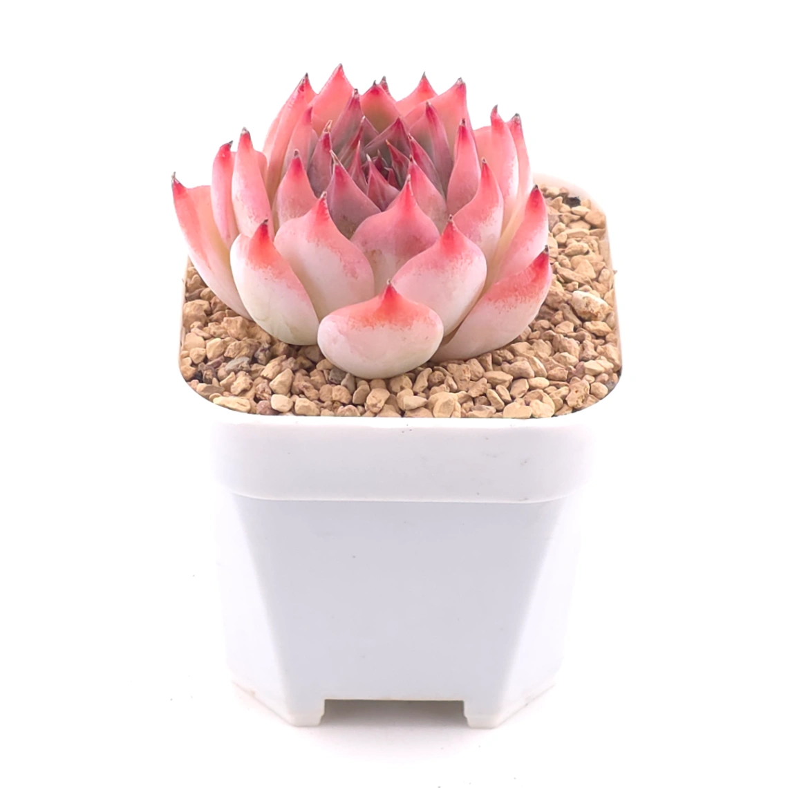Echeveria chihuahuaensis | 吉娃娃 thumbnail 2